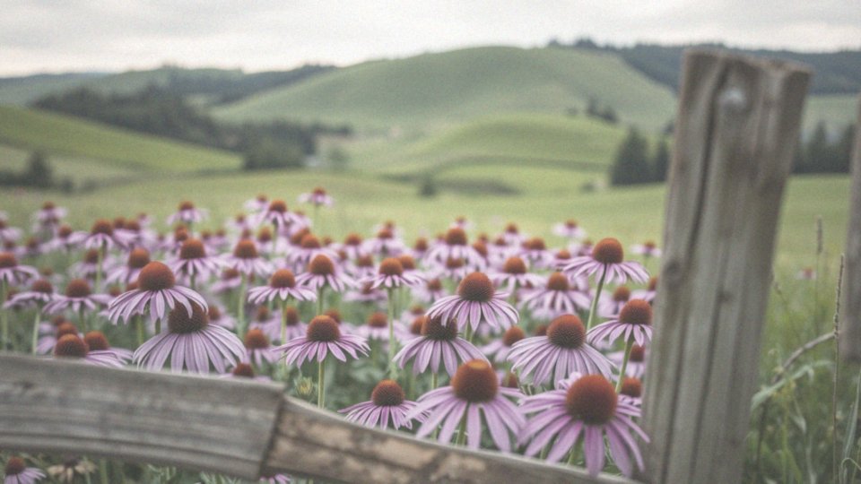 Co to jest immunostymulujące działanie jeżówki purpurowej?